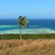 74- Un unique cocotier resiste a l'alize muscle et aux cyclones 